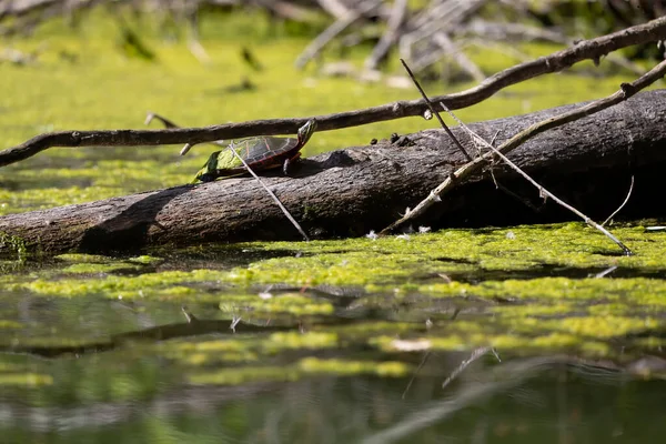 Die Gemalte Schildkröte Chrysemys Picta Ist Die Weitesten Verbreitete Einheimische — Stockfoto