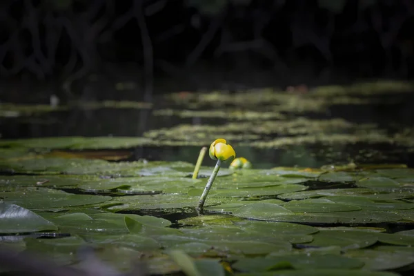Spatterdock Cow Lily Yellow Pond Lily Nuphar Advena Species Nuphar — Stock Photo, Image