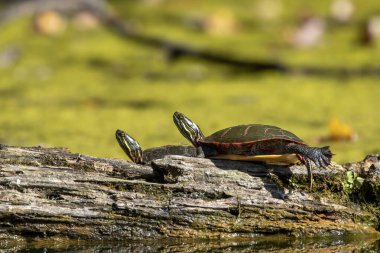 Boyanmış kaplumbağa (Chrysemys picta), Kuzey Amerika 'nın en yaygın yerli kaplumbağasıdır.