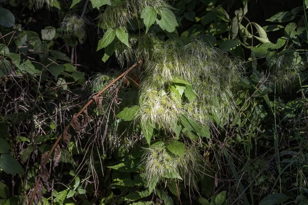 Vinha Amor Clematis Virginiana Também Conhecida Como Agulhas Diabo Cabelo — Fotografia de Stock