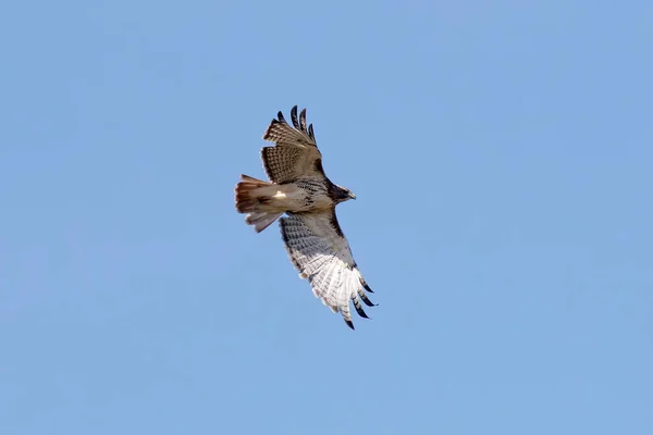 Červené Tailed Hawk Letu — Stock fotografie