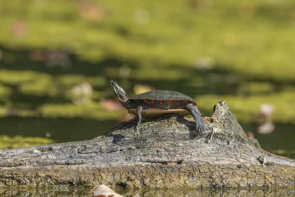 The painted turtle (Chrysemys picta) is the most widespread native turtle of North America