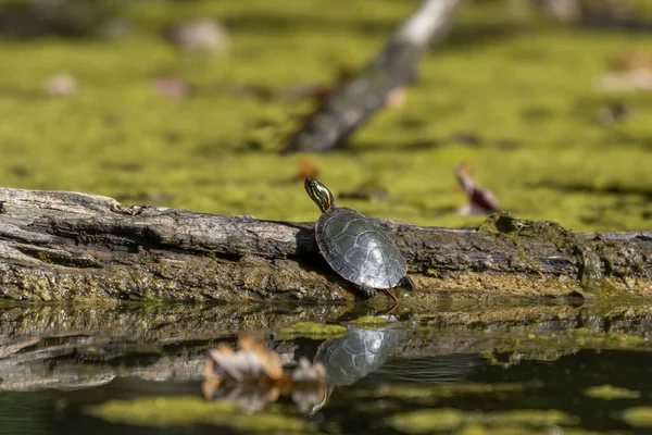 Покрашенная Черепаха Chrysemys Picta Самая Распространенная Местная Черепаха Северной Америки — стоковое фото