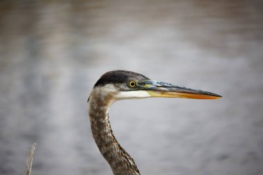 Büyük mavi balıkçıl (