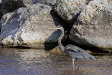 Büyük mavi balıkçıl (