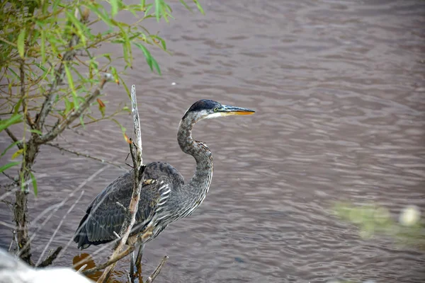 Μεγάλος Γαλάζιος Ερωδιός Ardea Cinerea Είναι Μεγαλύτερος Αμερικανός Ερωδιός Που — Φωτογραφία Αρχείου