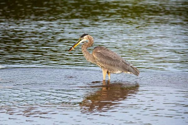 Der Große Blaureiher Ardea Cinerea Ist Der Größte Amerikanische Reiher — Stockfoto