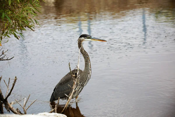 Μεγάλος Γαλάζιος Ερωδιός Ardea Cinerea Είναι Μεγαλύτερος Αμερικανός Ερωδιός Που — Φωτογραφία Αρχείου