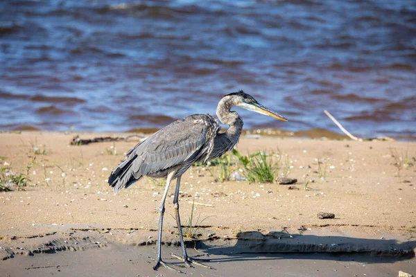 Большая Синяя Цапля Ardea Cinerea Самая Большая Американская Цапля Охотящаяся — стоковое фото