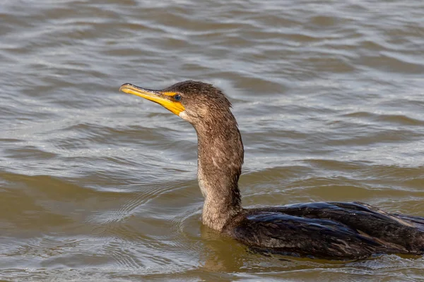 Cormorán Doble Cresta Nannopterum Auritum — Foto de Stock