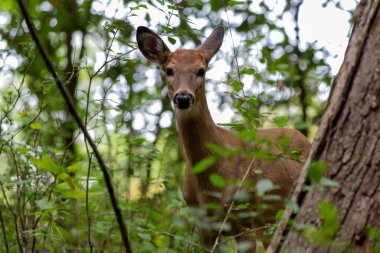 Beyaz kuyruklu geyik, parkta yaşlı yavru geyik