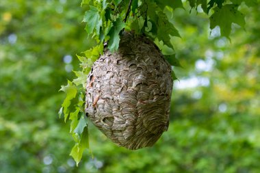 Kel yüzlü eşek arısı (Dolichovespula maculata) parktaki bir ağaçtaki yuva. Eşek arısı türleri ayrıca kel yüzlü havadan sarı ceket, kel yüzlü eşek arısı, kel eşek arısı, beyaz yüzlü eşek arısı vs. olarak da bilinir.