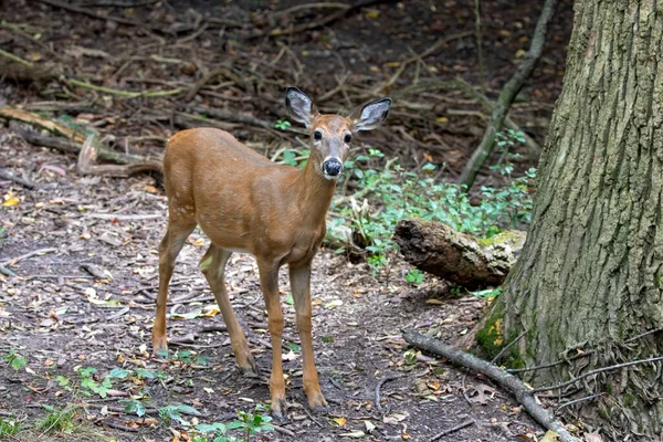 Cerf Virginie Faon Âgé Dans Parc — Photo