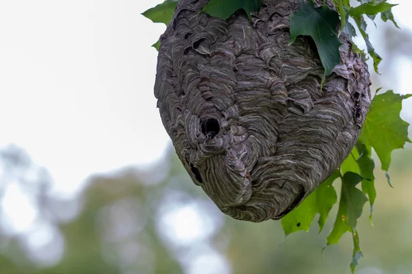 Kel yüzlü eşek arısı (Dolichovespula maculata) parktaki bir ağaçtaki yuva. Eşek arısı türleri ayrıca kel yüzlü havadan sarı ceket, kel yüzlü eşek arısı, kel eşek arısı, beyaz yüzlü eşek arısı vs. olarak da bilinir.