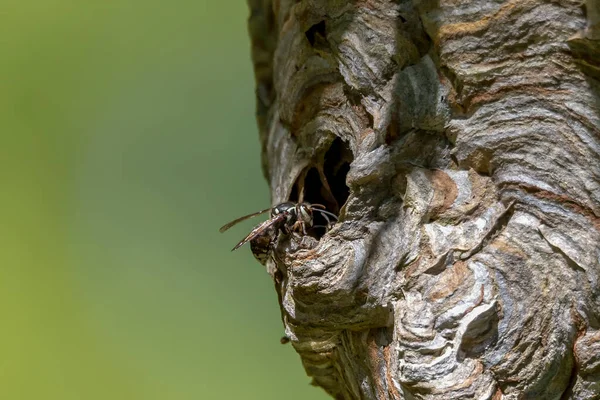Καραφλή Σφήκα Dolichovespula Maculata Φωλιά Δέντρο Στο Πάρκο Είδη Σφήκας — Φωτογραφία Αρχείου