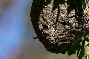 Kel yüzlü eşek arısı (Dolichovespula maculata) parktaki bir ağaçtaki yuva. Eşek arısı türleri ayrıca kel yüzlü havadan sarı ceket, kel yüzlü eşek arısı, kel eşek arısı, beyaz yüzlü eşek arısı vs. olarak da bilinir.