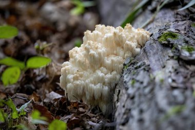  Aslan yelesi, (Hericium erinaceus) ayrıca maymun kafası mantarı, sakallı diş mantarı, satir sakalı, kirpi mantarı, ponpon mantarı veya sakallı diş mantarı olarak da bilinir..