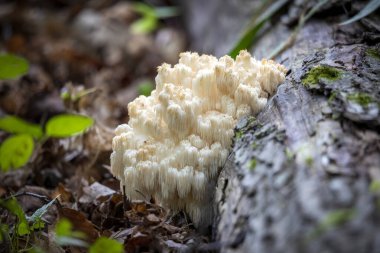  Aslan yelesi, (Hericium erinaceus) ayrıca maymun kafası mantarı, sakallı diş mantarı, satir sakalı, kirpi mantarı, ponpon mantarı veya sakallı diş mantarı olarak da bilinir..