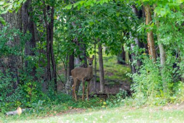 Beyaz kuyruklu geyik, parkta yaşlı yavru geyik