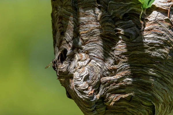 Bald Faced Hornet Dolichovespula Maculata Nest Tree Park Species Wasp — Stock Photo, Image