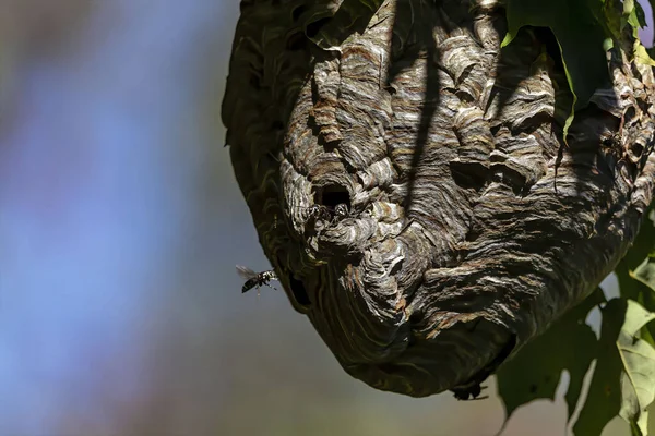 Kel yüzlü eşek arısı (Dolichovespula maculata) parktaki bir ağaçtaki yuva. Eşek arısı türleri ayrıca kel yüzlü havadan sarı ceket, kel yüzlü eşek arısı, kel eşek arısı, beyaz yüzlü eşek arısı vs. olarak da bilinir.