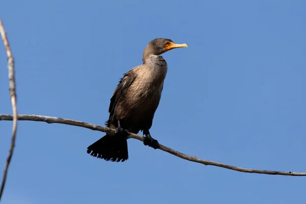 Der Doppelhaubenkormoran Nannopterum Auritum — Stockfoto