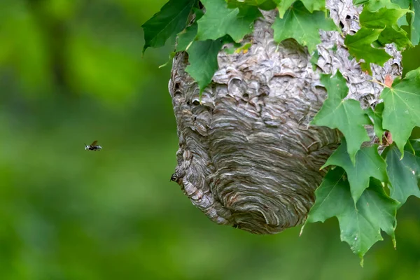 Kel yüzlü eşek arısı (Dolichovespula maculata) parktaki bir ağaçtaki yuva. Eşek arısı türleri ayrıca kel yüzlü havadan sarı ceket, kel yüzlü eşek arısı, kel eşek arısı, beyaz yüzlü eşek arısı vs. olarak da bilinir.