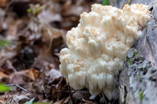 ライオンの馬 Hericium Erinaceus も猿の頭キノコ ひげの歯キノコ サテュロスのひげ ひげのハリネズミキノコ ポンポンキノコ またはひげの歯菌と呼ばれる — ストック写真