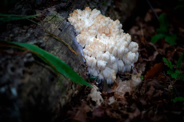 Lev Hříva Hericium Erinaceus Také Volal Opice Hlava Houba Vousatý — Stock fotografie