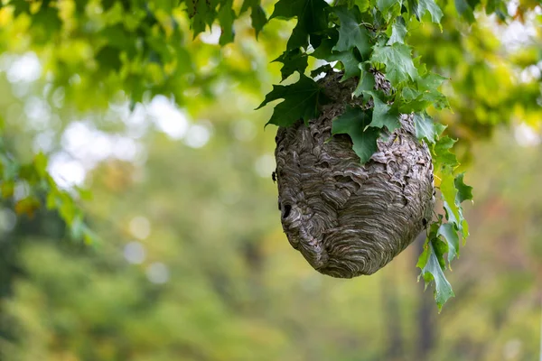 Kel yüzlü eşek arısı (Dolichovespula maculata) parktaki bir ağaçtaki yuva. Eşek arısı türleri ayrıca kel yüzlü havadan sarı ceket, kel yüzlü eşek arısı, kel eşek arısı, beyaz yüzlü eşek arısı vs. olarak da bilinir.