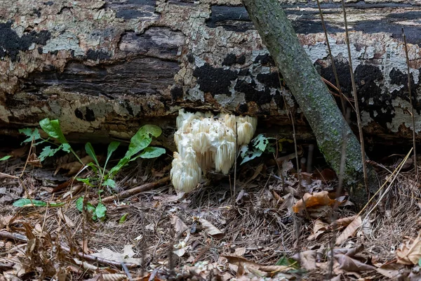 ライオンの馬 Hericium Erinaceus も猿の頭キノコ ひげの歯キノコ サテュロスのひげ ひげのハリネズミキノコ ポンポンキノコ またはひげの歯菌と呼ばれる — ストック写真