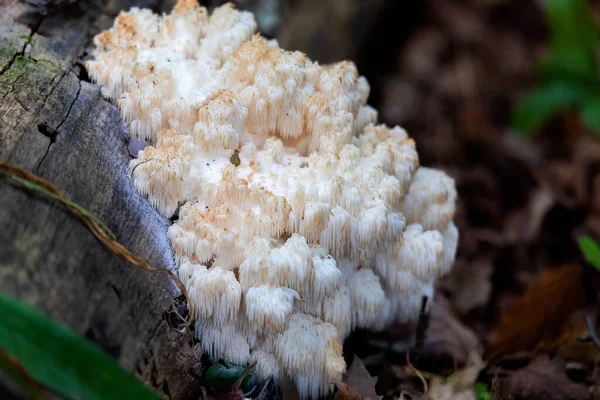 ライオンの馬 Hericium Erinaceus も猿の頭キノコ ひげの歯キノコ サテュロスのひげ ひげのハリネズミキノコ ポンポンキノコ またはひげの歯菌と呼ばれる — ストック写真