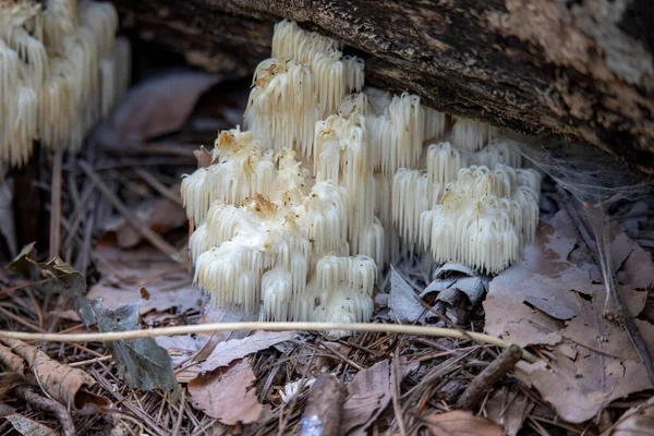  Aslan yelesi, (Hericium erinaceus) ayrıca maymun kafası mantarı, sakallı diş mantarı, satir sakalı, kirpi mantarı, ponpon mantarı veya sakallı diş mantarı olarak da bilinir..