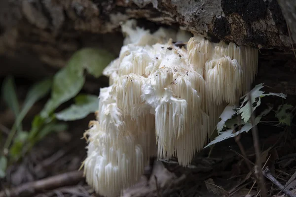 Lion's mane , (Hericium erinaceus ) also called monkey head mushroom, bearded tooth mushroom, satyr's beard, bearded hedgehog mushroom, pom pom mushroom, or bearded tooth fungus.