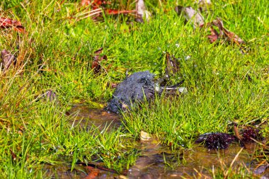 Seri: Kara gözlü Junco (Junco hyemalis) banyo ve banyodan sonra preening