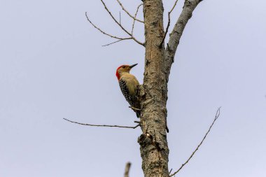 Kırmızı reddedilmiş ağaçkakan (Melanerpes carolinus) Kuzey Amerikalı göçmen olmayan ağaçkakan