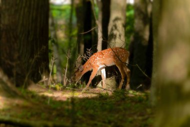 Geyik. Beyaz kuyruklu geyik aynı zamanda beyaz kuyruklu geyik ya da Virginia geyiği olarak da bilinir. Beyaz kuyruklu geyik, Wisconsin ve Oklahoma 'nın vahşi yaşam sembolüdür..