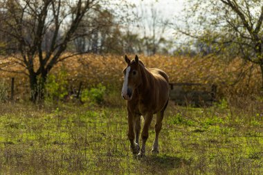 Güzel, ağır, ağır yük taşımak için kullanılan büyük bir at.,