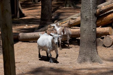 Amerikan ve Afrikalı pigme keçi, Amerikan akondroplastik keçi cinsidir..