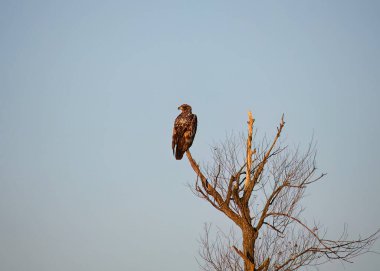 Genç kel kartal (Haliaeetus leucocephalus) Amerikan yerlisi hayvan ve sembolü 