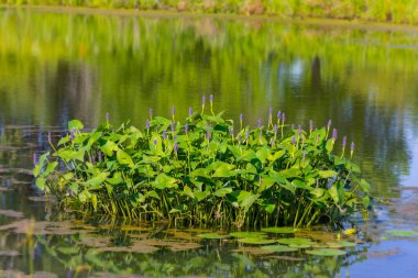 Pickerelweed, Pickerel Rush Water sümbülü (Pontederia kordata). Toptancı otu ya da toplayıcı otu, yerli amerivan çiçekleri.