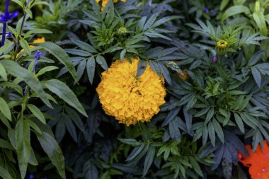  Amerikan Marigold (Tagetes erecta) bahçede çiçek açıyor