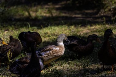 Evcil ördek sürüsü