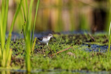 Benekli Çulluk (Actitis macularius). Benekli Çulluk (Actitis macularius). Benekli Çulluk Kuzey Amerika 'daki en yaygın çulluktur..