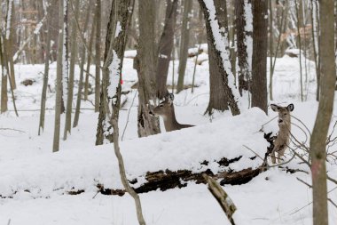 Geyik. Beyaz kuyruklu geyik aynı zamanda beyaz kuyruklu geyik ya da kışın Virginia geyiği olarak da bilinir.