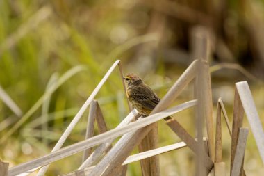 Palmiye bülbülü (Setophaga palmarum). Küçük bir ötücü kuş. Bahar göçü sırasında bir palmiye ötleğeni