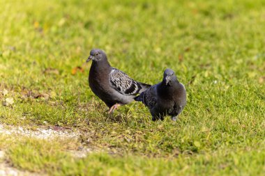 Evcil güvercinler. Yuvadan ayrıldıktan sonra çimenlerin üzerindeki yavru güvercinler