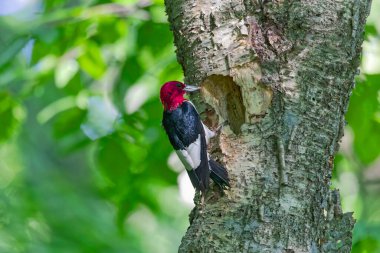 Kızıl başlı ağaçkakan (Melanerpes eritrocephalus) yavrular için yuvadaki boşluğa yiyecek getirir.