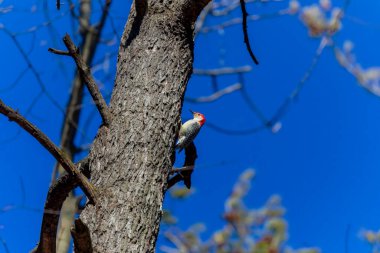 Kırmızı Göbekli Ağaçkakan (Melanerpes carolinus). Orta boy Amerikan ağaçkakanı.