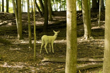 Nadir bulunan beyaz kuyruklu geyik, beyaz renkli geyik.